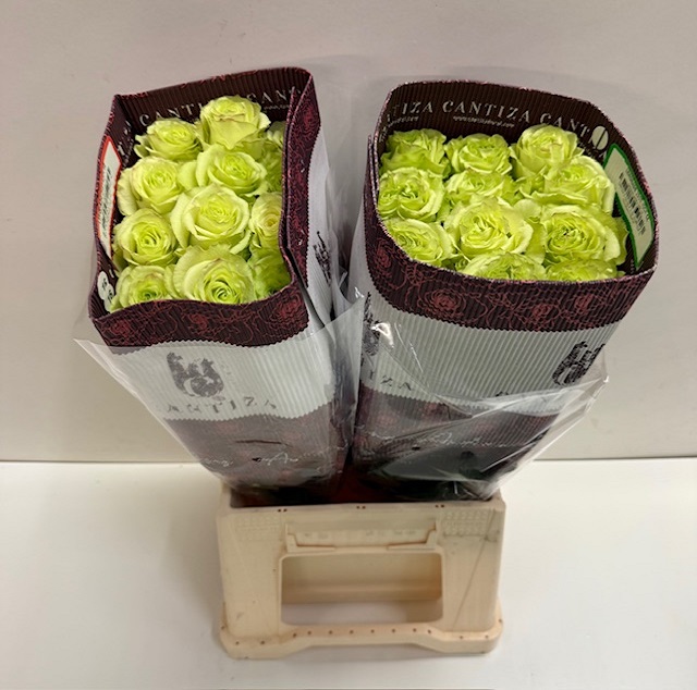 Rosa ec lemonade CT.jpg